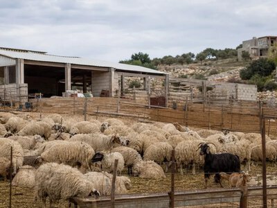 На Кіпрі планують знищити 3 тисячі тварин через ящур — Cyprus Mail