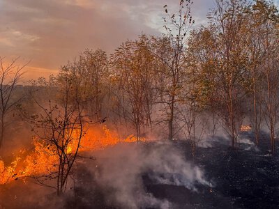 На Вінниччині через пожежі в екосистемах вигоріло 10 га землі