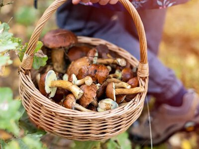 Грибне безумство в Україні: чим небезпечні гриби зі стихійних ринків