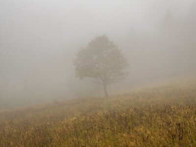 Мешканців Львівщини попереджають про тумани і заморозки в найближчі дві доби