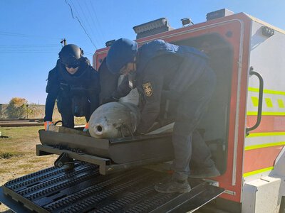 Сапери ДСНС знищили 500-кілограмову російську бомбу на Харківщині