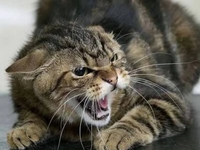 У Турійську зняли карантинні обмеження через сказ кота