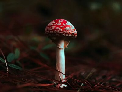 На Чернігівщині 4-річна дівчинка отруїлася грибами та потрапила до реанімації