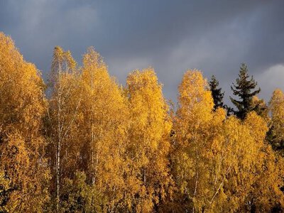 Погода в Україні на вівторок, 13 жовтня