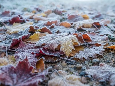 На Рівненщині попереджають про заморозки до -2°