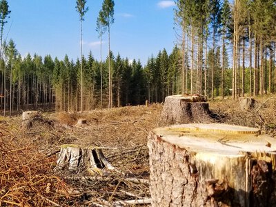 На Тячівщині лісгосп відшкодував громаді понад 1,2 млн грн за незаконну рубку дерев