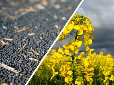 Чому падають ціни на український ріпак: аналіз ринку