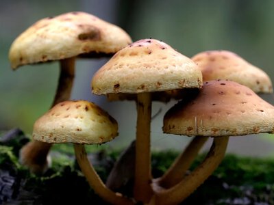 У Миргородській громаді жінка отруїлася грибами