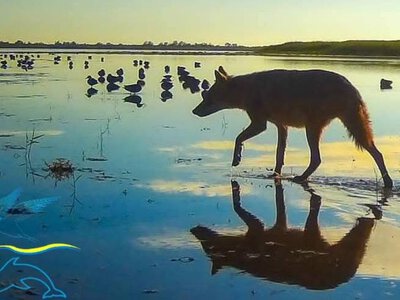 Невидимі вартові лиманів: несподівана роль шакалів в екосистемі нацпарку Одещини