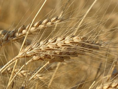 Вперше в історії: Росія знайшла новий шлях для експорту пшениці