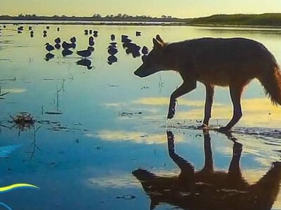 Зоозахисники розкритикували дозвіл на полювання на Одещині