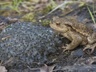 Nature звернулося до загадкової желеподібної речовини, яку пов’язують із ропухами