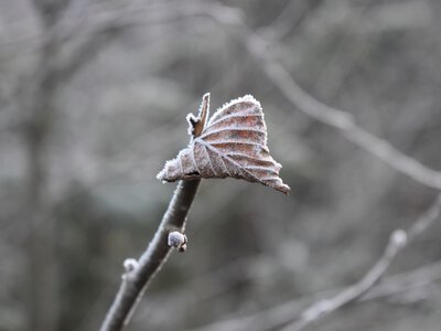 Заморозки вночі та до 15° тепла вдень прогнозують на Закарпатті