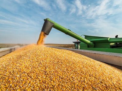Аграрії Шосткинщини продовжують обмолот пізніх зернових культур + Відео