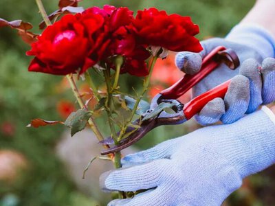 Секатор може зашкодити: як правильно обрізати троянди перед зимою