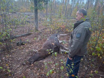 У лісі поблизу Ірдинського болота браконьєри застрелили лося