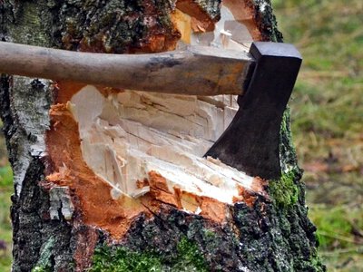 На Здолбунівщині судитимуть чоловіка за незаконну вирубку дерев у нацпарку