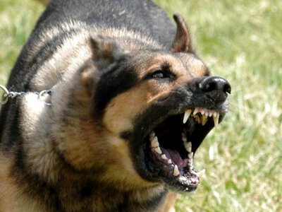 У Білогородці собака загинула від сказу: мешканців закликають вакцинувати тварин