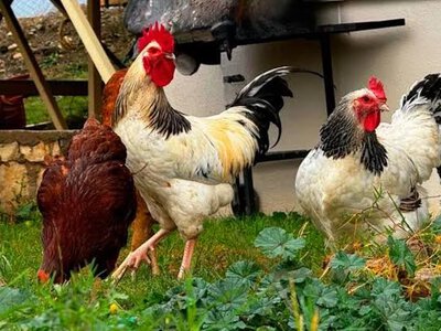 Чим годувати курей восени, щоб вони краще неслися: поради та раціон