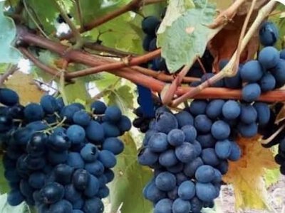 У Брусилові виростили виноград «Молдова» із саджанців, привезених з Одеси: скільки коштує кілограм