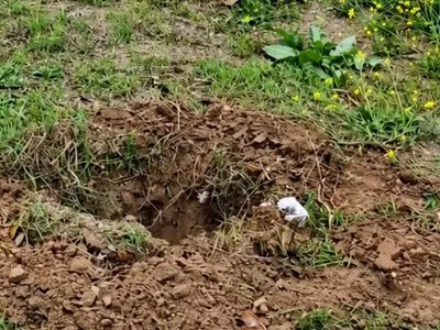 У Херсоні з проспекту вирвали шість висаджених ялинок