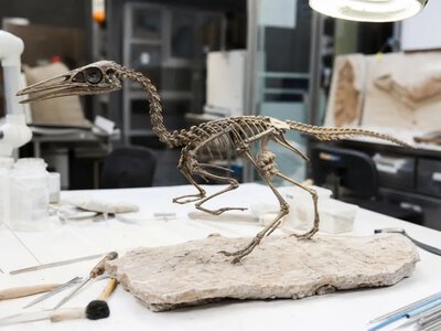 У Китаї описали нелітаючого птаха юрського періоду Yuezhuornis