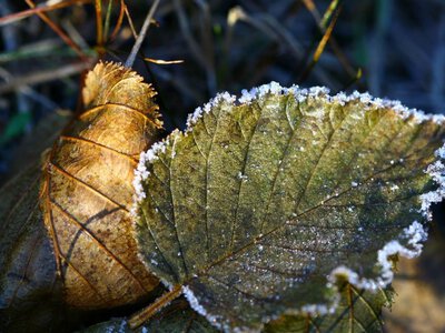 В Україну йдуть заморозки до -3°C: де 15 жовтня чекати дощів і сильного вітру