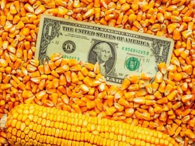 Чому в Україні дешевшає фуражна кукурудза