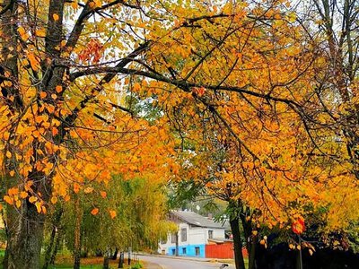 Житомир потопає в золоті осіннього листя — атмосферне фото
