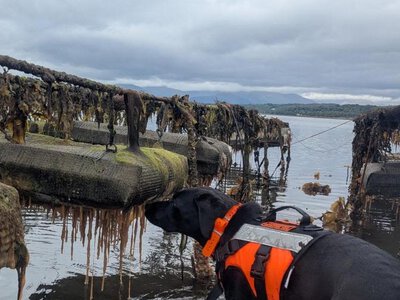 Шотландського лабрадора визнали твариною року за допомогу в охороні моря