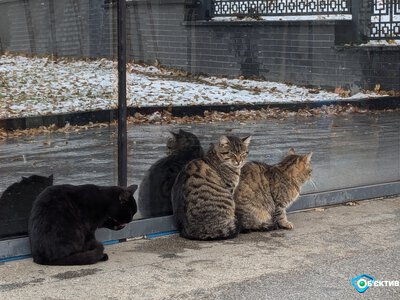 Можливе знущання над котами на Салтівці: що відомо про випадки