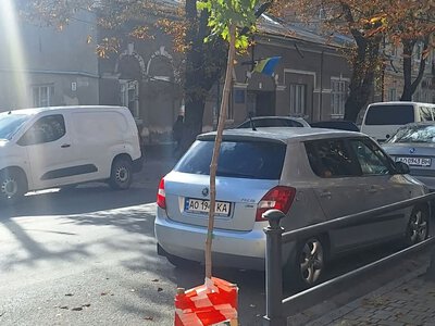 У Берегівській громаді триває активне озеленення: замість старих насаджень з'являються молоді дерева