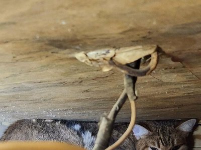 Війна забирає в них дім і людей: що стається з тваринами після російських ударів по Києву