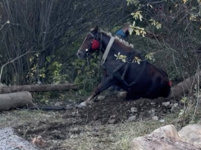 Поліція перевіряє факт можливого жорстокого поводження з конем у Микуличині, свідків просять відгукнутися