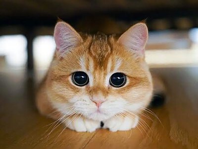У Харкові шукають вбивцю котика