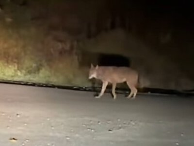 Дикі хижаки неподалік осель: біля Подобовця помітили вовків (ВІДЕО)