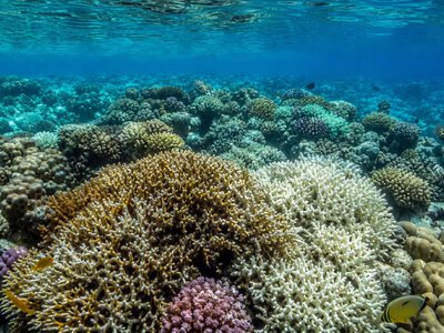 Корали Червоного моря в Єгипті почали знебарвлюватися через спеку