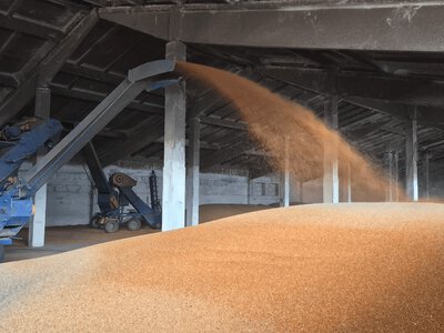 Цьогоріч майже 700 тисяч тонн російського зерна пройшло транзитом через Латвію. Це понад удвічі більше, ніж 2025 року