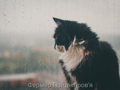 Прогноз погоди на Дніпропетровщині 17 жовтня 