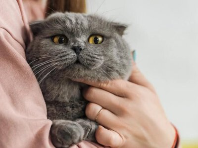 Японські вчені виявили гормональний зв’язок між котами та їхніми господарями