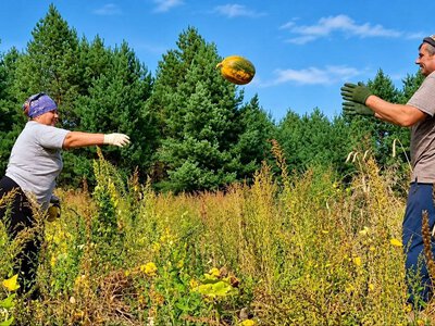 Гілки ломилися від яблук, грибів – більше, ніж картоплі: врожайний рік на прикордонні Чернігівщини (Фото)