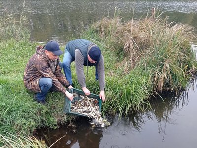 У Боромлянське водосховище випустили  41 тис. мальків