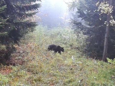 Вовки, кабани й навіть ведмідь потрапили на камери прикордонників у лісах Львівщини