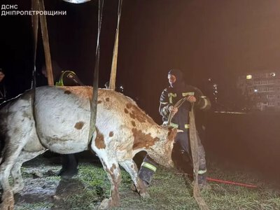 У Павлоградському районі рятувальники визволили корову, яка впала в траншею