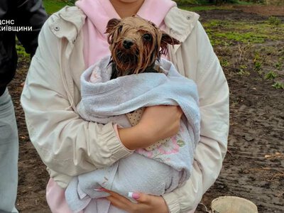 Чотири метри вниз: на Білоцерківщині собаку врятували з ями