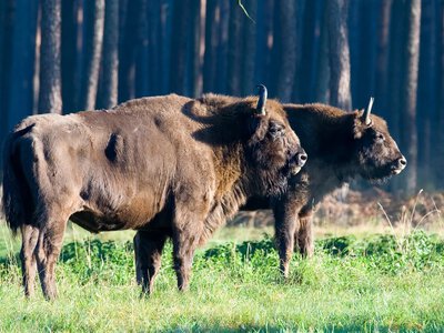 Чеські природоохоронці дарують Україні трьох зубрів для відновлення популяції