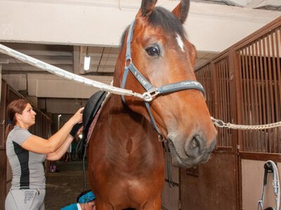 Утримання коня в Україні може коштувати понад 300 тисяч грн на рік: куди йдуть гроші