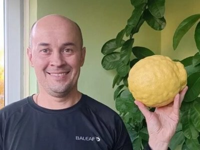 Чому домашні лимони виростають велетнями: хитрощі, які варто знати