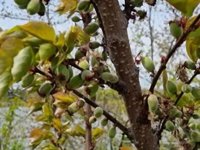 7 проблем плодового саду, які найпростіше помітити восени - Simya
