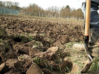 Чи потрібно перекопувати город восени: коли це корисно, а коли шкодить